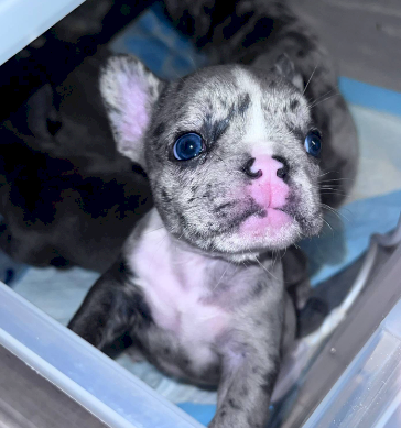 Perrita bulldog francés blue merle de 2 meses en venta