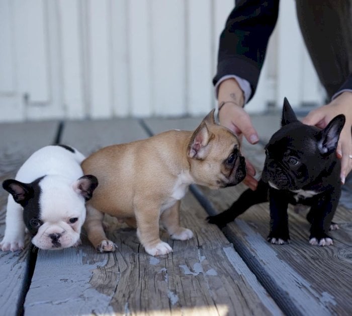 Colores bulldog frances pura raza disponible