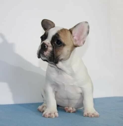 Bulldog frances merle blue de 2 meses en venta para comprar