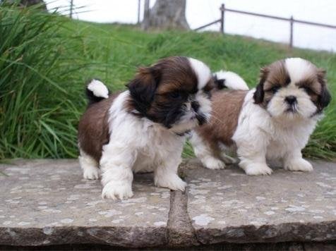 Shih poo adulto macho y hembra de raza barato en venta