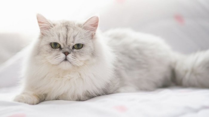 Gato persa blanco de raza en venta