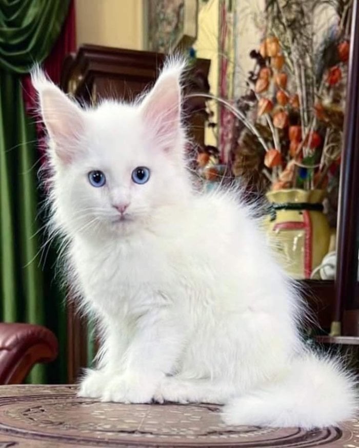 Maine coon blanco macho de raza a buen precio de venta