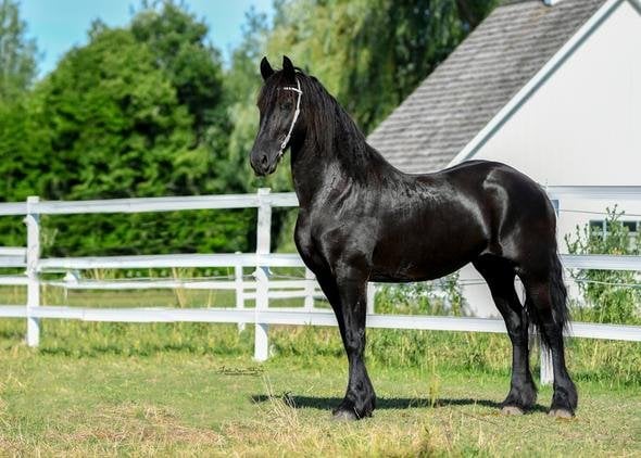 Caballos frisones negro macho de raza al mejor precio de venta