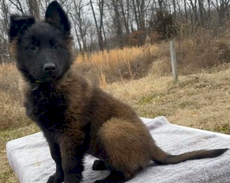 Pastor belga malinois hembra de 2 meses en adopción gratis