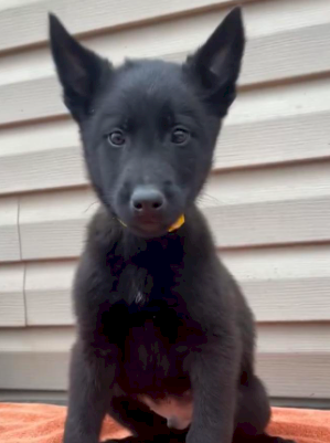 Pastor belga cachorro negro en adopción de 2 meses