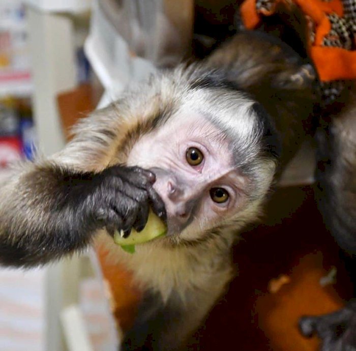 Mono capuchino cara blanca bebé de 3 meses en venta