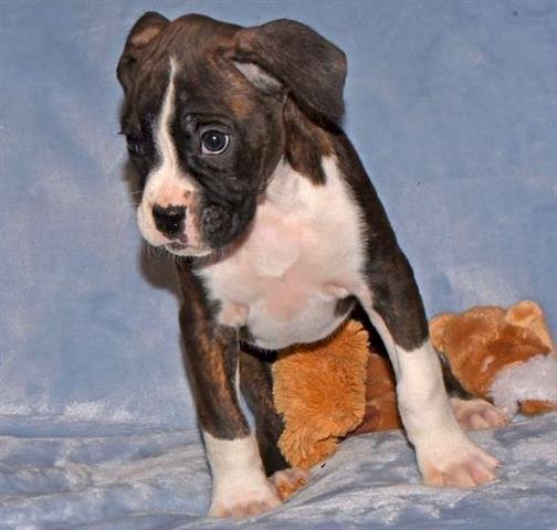 Cachorros raza boxer atigrado de 2 meses al mejor precio de venta