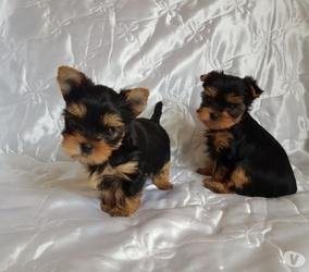 Yorkie un año a la venta a buen precio disponible