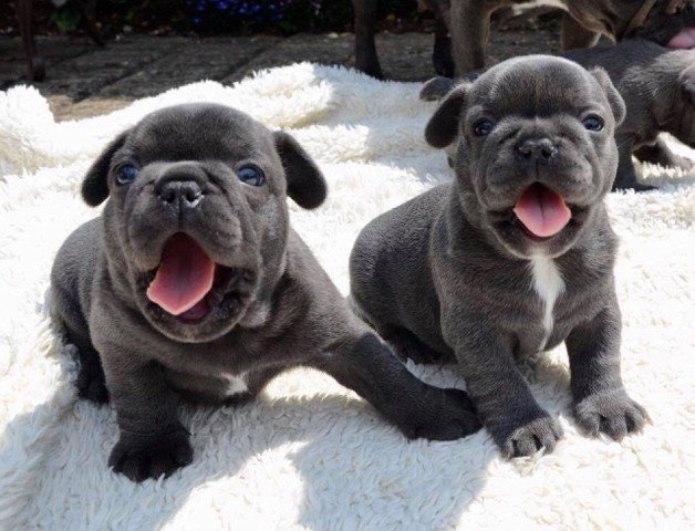 Cachorros bulldog frances gris en venta