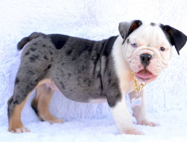 Bulldog ingles blue cachorro en venta de 3 meses