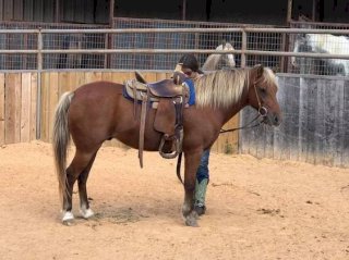 un' mini pony cavallo in esecuzione su il largo erba 29138088