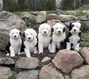 Akita americano y viejo pastor ingles!!!  Old english sheepdog, English  sheepdog, Dog lovers