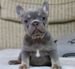 Bulldog Francés macho Blue - Comprar perros y cachorros. Consulta precio  online. Venta de perros en Valencia y Alicante