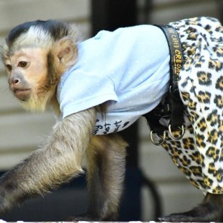 Disfraz de mascota de mono capuchino verde lima vestido con un