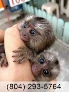 Venta De Monos Titi Capuchinos En Tampa Florida Monos Domesticos Ardilla Chimpances