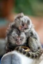 Venta De Monos Titi Capuchinos En Tennessee Monos Domesticos Ardilla Chimpances
