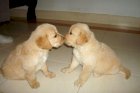 Golden Retriever Bebe Estados Unidos Perros En Venta