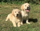 Golden Retriever Bebe Estados Unidos Perros En Venta