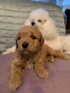 Caniche Toy Estados Unidos Venta De Perros Poodle