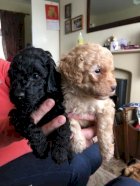 Caniche Toy Estados Unidos Venta De Perros Poodle