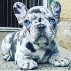 Bulldog Frances Blue Estados Unidos Perros Bulldog Frances Blue En Venta