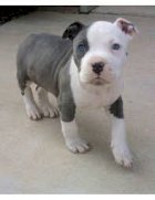 Pitbull Gris Estados Unidos Venta Y Adopcion De Mascotas