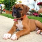 Boxer Bebe Estados Unidos Perros En Venta Pag 2