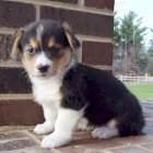 Corgi Bebe Estados Unidos Venta Y Adopcion De Mascotas