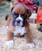 Boxer Bebe Estados Unidos Perros En Venta Pag 2