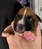 Boxer Bebe Estados Unidos Perros En Venta Pag 2