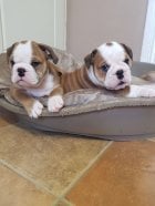 cuanto cuestan los mini bulldogs ingleses